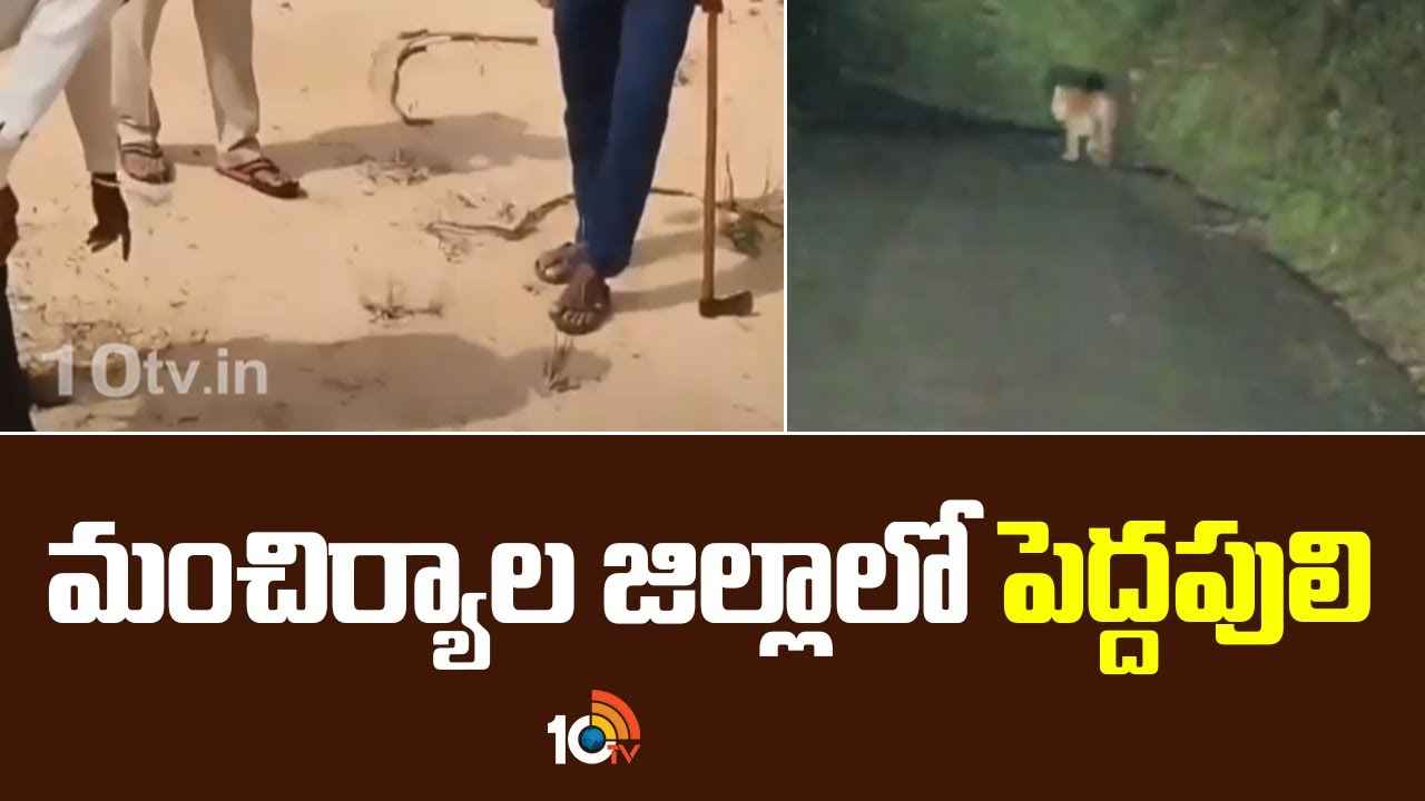 మంచిర్యాల జిల్లాలో కలకలం.. గడపదాటి రావాలంటేనే వణికిపోతున్న జనం.. ఎందుకో తెలుసా.. మంచిర్యాల జిల్లాలో కలకలం.. గడపదాటి రావాలంటేనే వణికిపోతున్న జనం.. ఎందుకో తెలుసా..