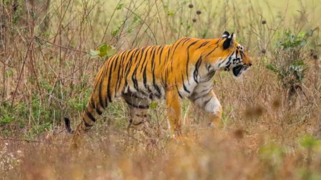 Tiger attack