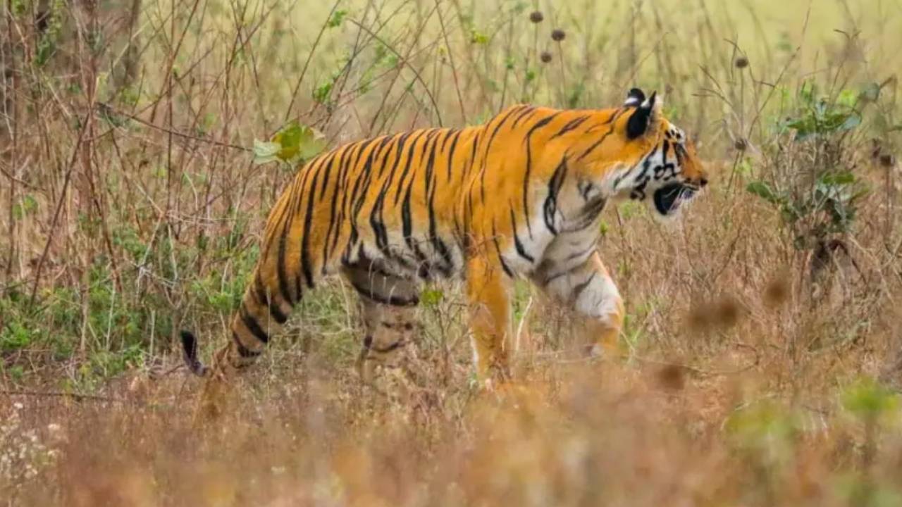 Tiger attack