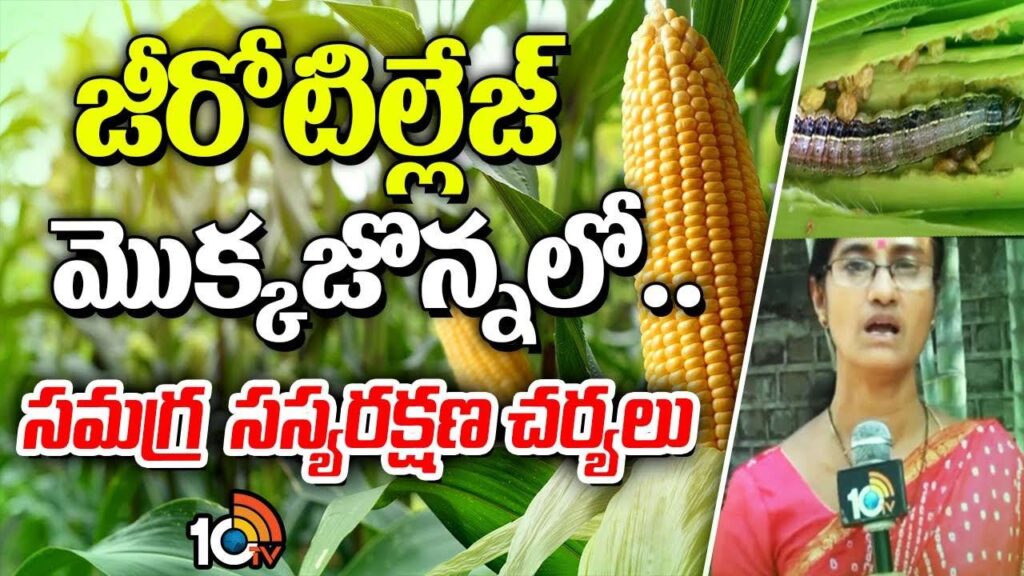 Zero Tillage Cultivation of Maize