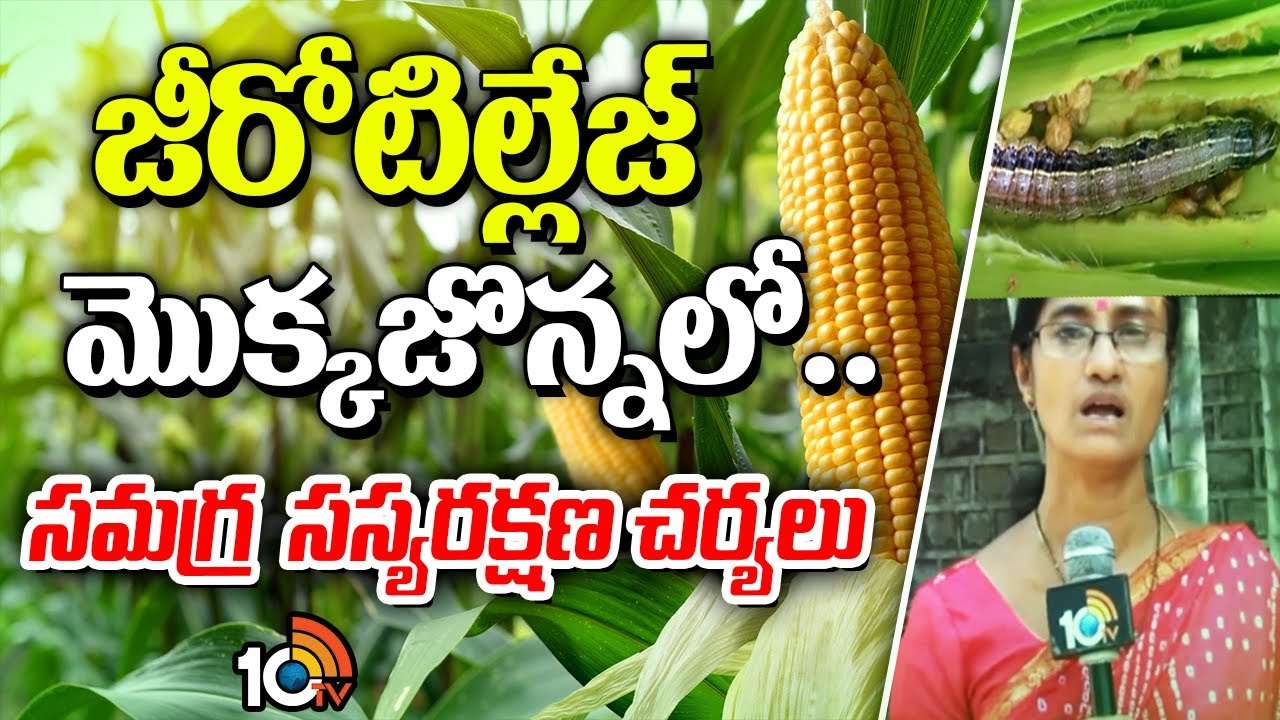 Maize Cultivation : వరి మాగాణుల్లో మొక్కజొన్న సాగు.. చీడపీడల నివారణకు సమగ్ర సస్యరక్షణ చర్యలు Maize Cultivation : వరి మాగాణుల్లో మొక్కజొన్న సాగు.. చీడపీడల నివారణకు సమగ్ర సస్యరక్షణ చర్యలు
