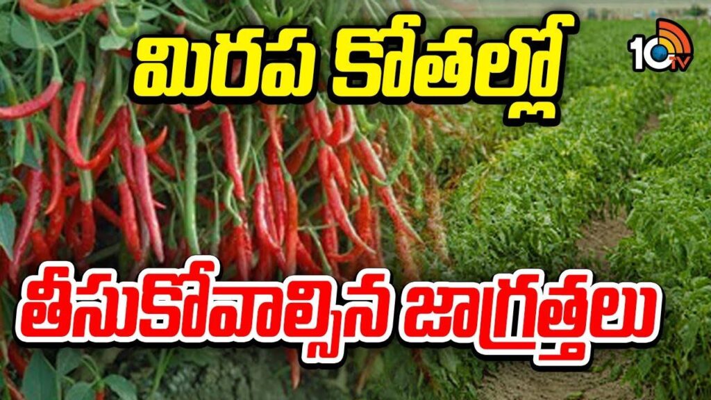 chilli cultivation and farming techniques