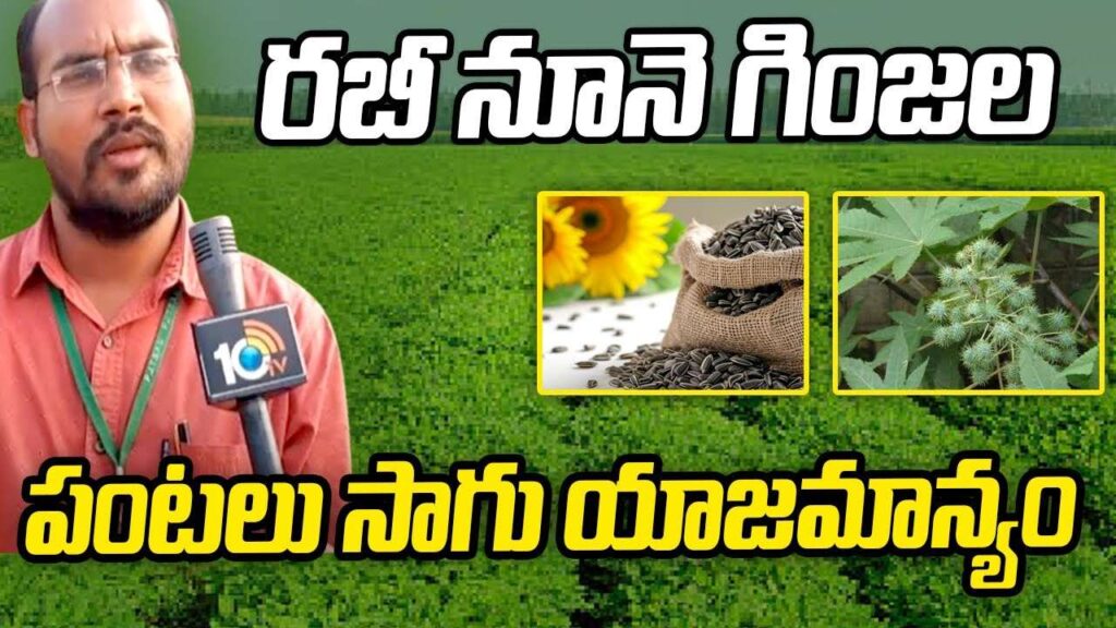 cultivation of Rabi oilseed crops