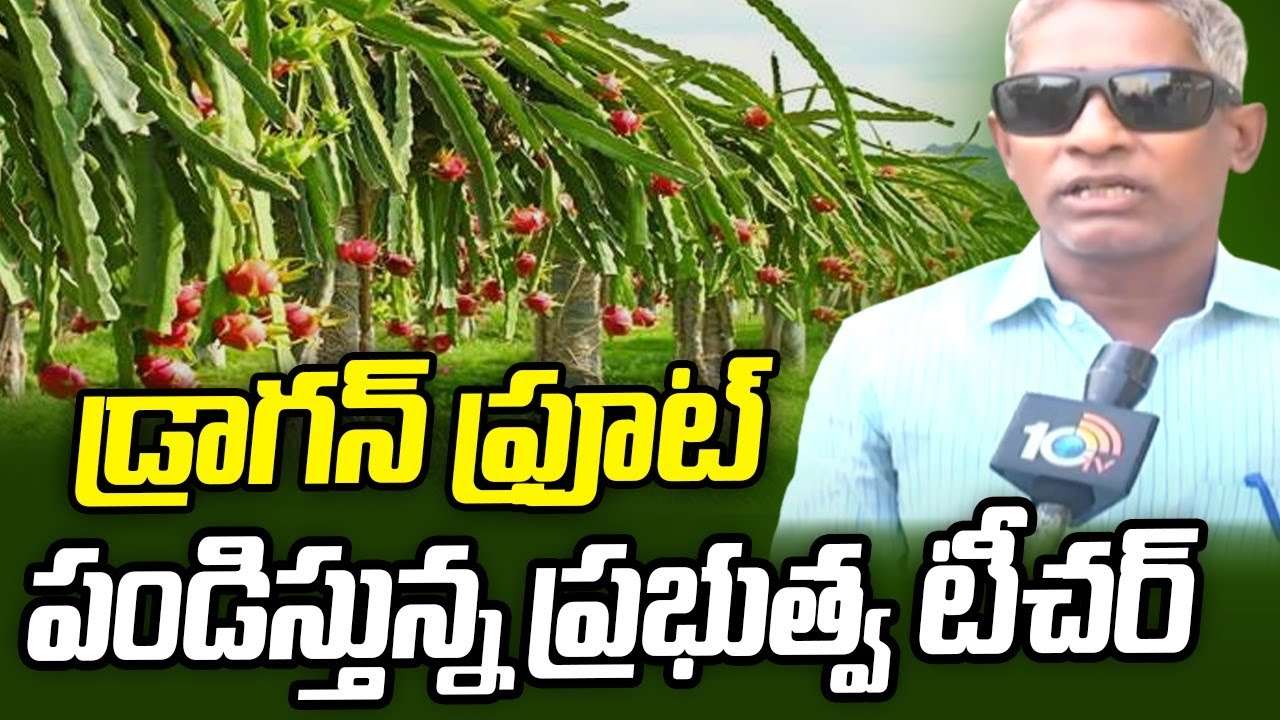 Dragon Fruit : డ్రాగన్ ఫ్రూట్ పండిస్తున్న ప్రభుత్వ టీచర్ Dragon Fruit : డ్రాగన్ ఫ్రూట్ పండిస్తున్న ప్రభుత్వ టీచర్
