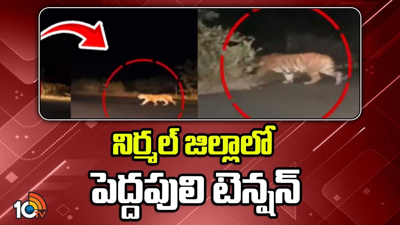 Tiger Tension : బాబోయ్ పులి.. రోడ్డుకు అడ్డంగా వచ్చిన పెద్దపులి.. హడలిపోయిన వాహనదారులు.. Tiger Tension : బాబోయ్ పులి.. రోడ్డుకు అడ్డంగా వచ్చిన పెద్దపులి.. హడలిపోయిన వాహనదారులు..