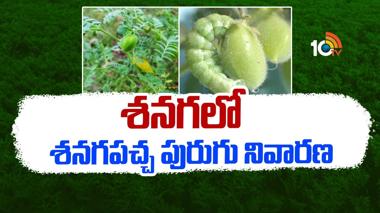 Pests of Groundnut : శనగలో శనగపచ్చ పురుగుల ఉధృతి – నివారణకు సమగ్ర సస్యరక్షణ చర్యలు Pests of Groundnut : శనగలో శనగపచ్చ పురుగుల ఉధృతి – నివారణకు సమగ్ర సస్యరక్షణ చర్యలు