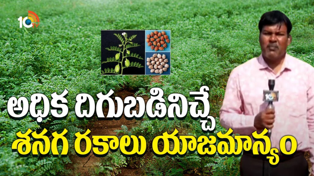 Bengal Gram Cultivation Methods
