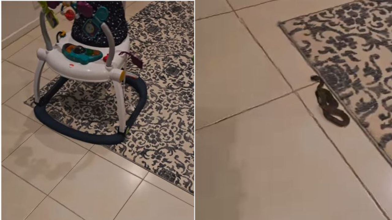 Snake Under Child’s Toy: చిన్నారి ఆటబొమ్మలో భయంకర పాము.. వీడియో చూశారా? Snake Under Child’s Toy: చిన్నారి ఆటబొమ్మలో భయంకర పాము.. వీడియో చూశారా?