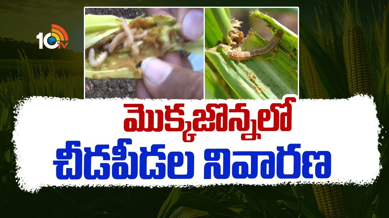 Corn Cultivation : మొక్కజొన్నలో చీడపీడల ఉధృతి – నివారణకు శాస్త్రవేత్తల సూచనలు Corn Cultivation : మొక్కజొన్నలో చీడపీడల ఉధృతి – నివారణకు శాస్త్రవేత్తల సూచనలు