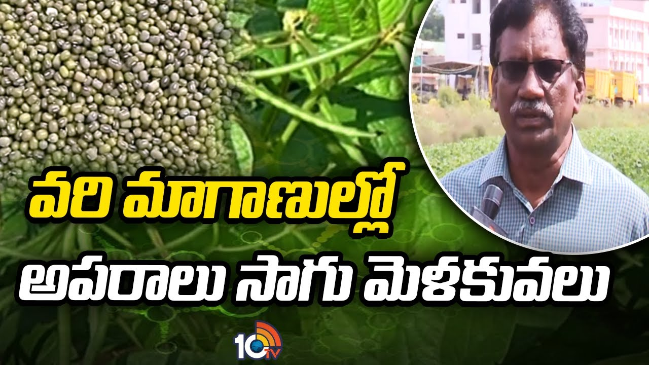 Paddy Fields : వరి మాగాణుల్లో అపరాలు సాగు మెళకువలు Paddy Fields : వరి మాగాణుల్లో అపరాలు సాగు మెళకువలు