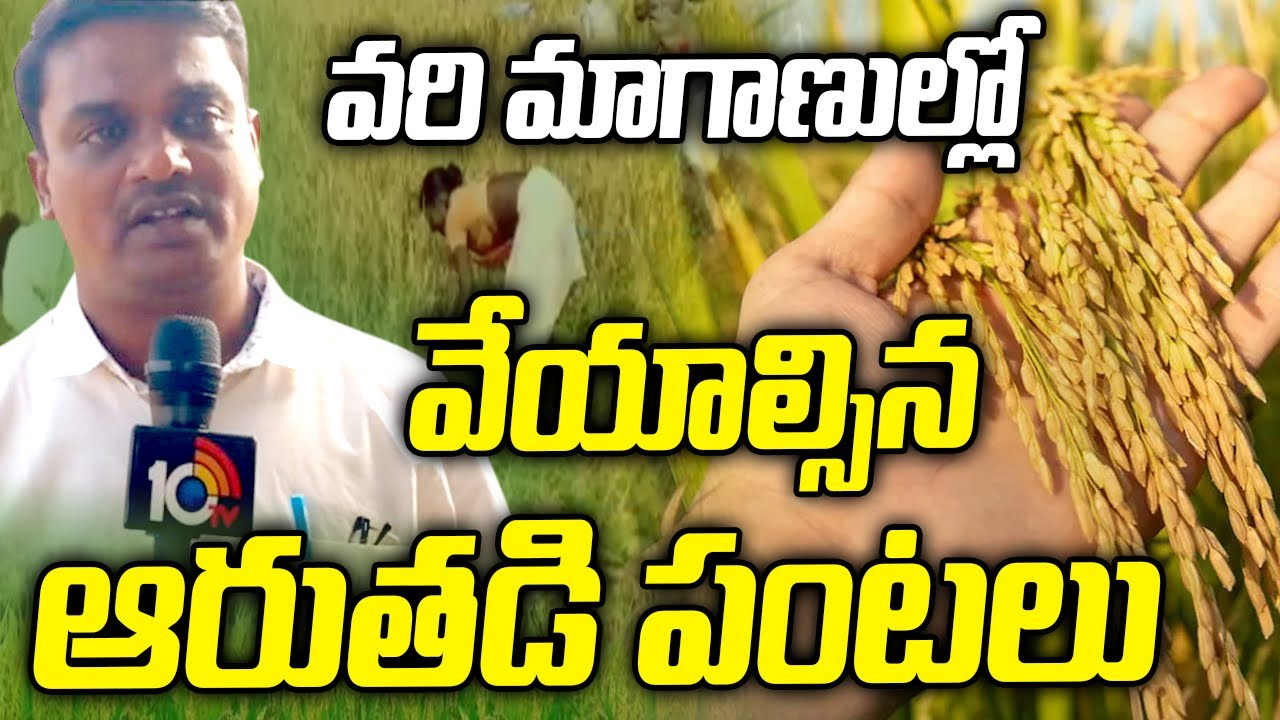 Dry crops : వరి మాగాణుల్లో వేయాల్సిన ఆరుతడి పంటలు Dry crops : వరి మాగాణుల్లో వేయాల్సిన ఆరుతడి పంటలు
