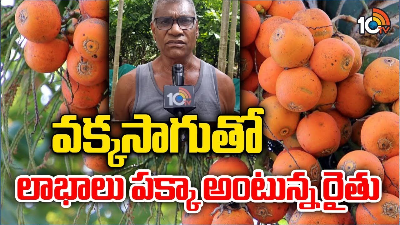 Areca nut Cultivation : ఒక్కసారి నాటితే 45 ఏళ్ల పాటు దిగుబడి వక్కసాగుతో.. లాభాలు పక్కా అంటున్న ఏలూరు జిల్లా రైతు Areca nut Cultivation : ఒక్కసారి నాటితే 45 ఏళ్ల పాటు దిగుబడి వక్కసాగుతో.. లాభాలు పక్కా అంటున్న ఏలూరు జిల్లా రైతు