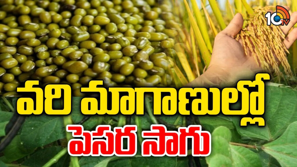 Green Gram Cultivation