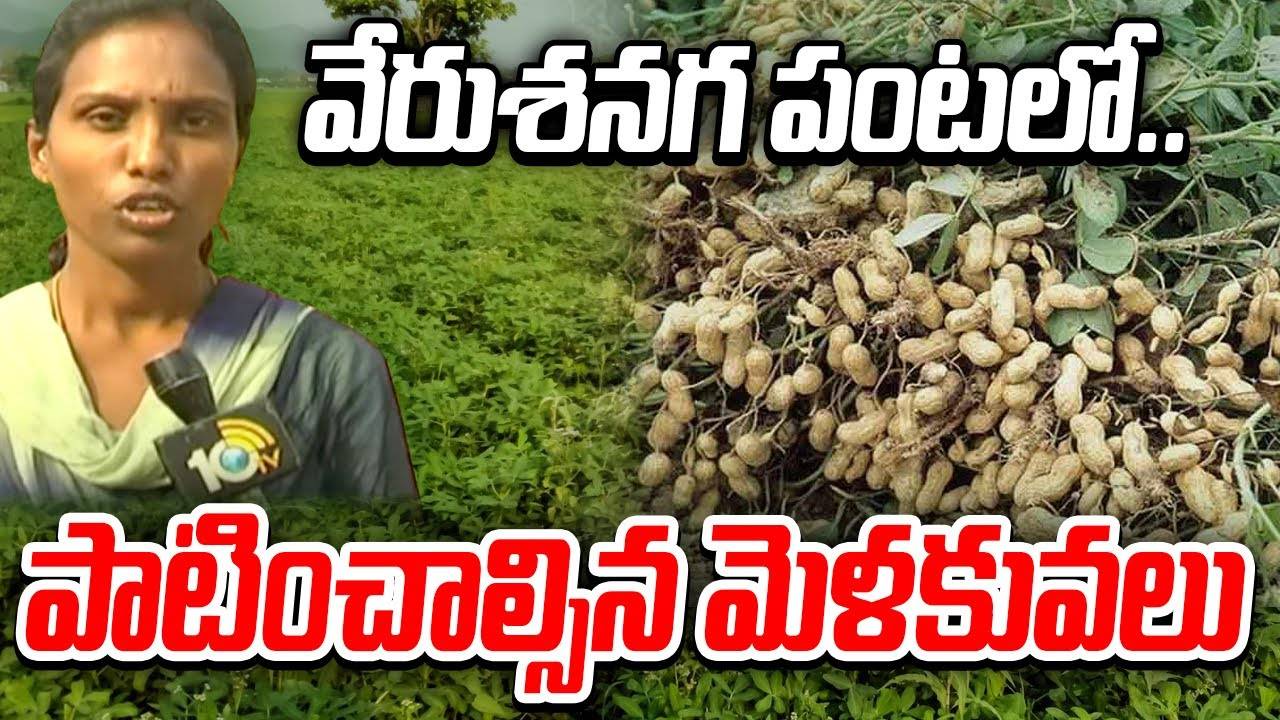 Groundnut Cultivation : వేరుశనగ పంటలో.. పాటించాల్సిన మెళకువలు Groundnut Cultivation : వేరుశనగ పంటలో.. పాటించాల్సిన మెళకువలు