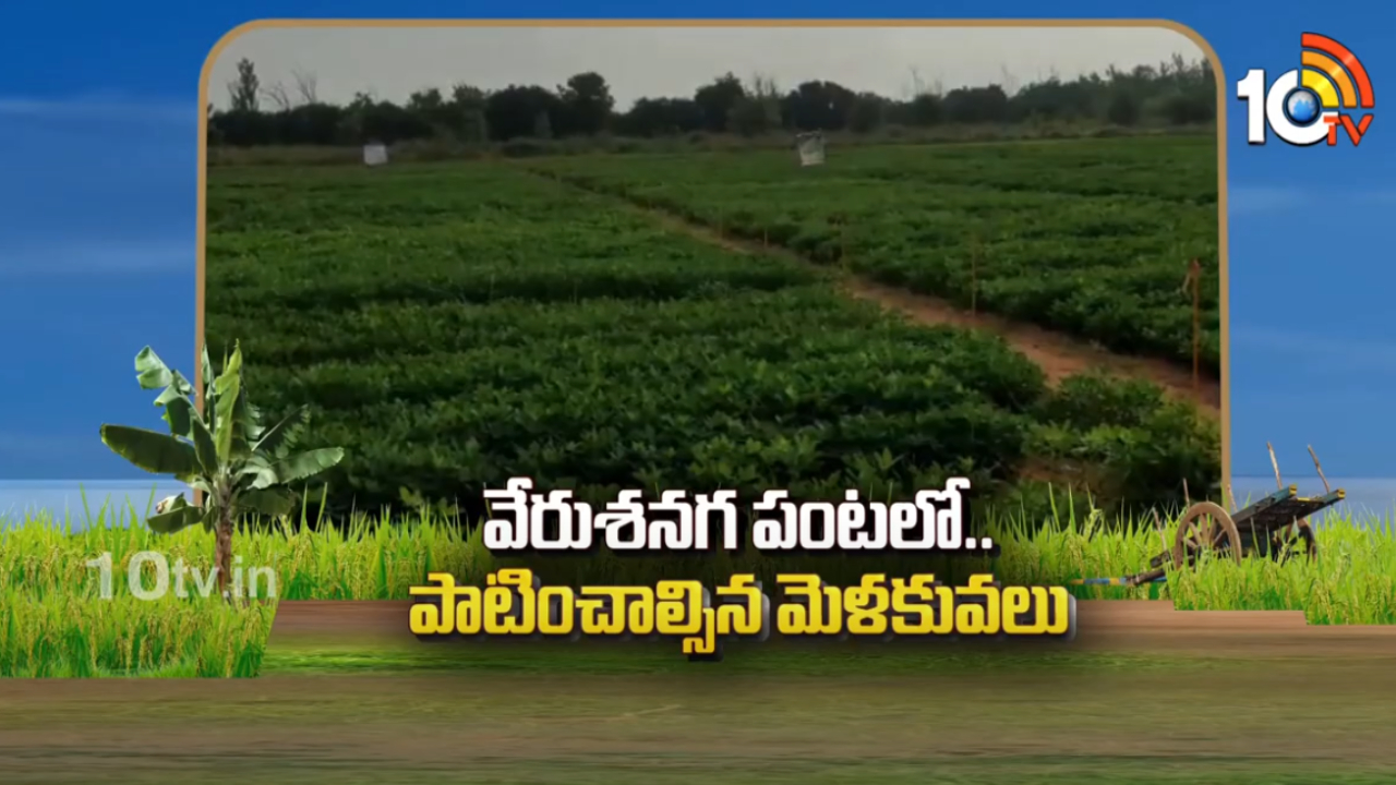 Groundnut Cultivation : రబీలో అధిక విస్తీర్ణంలో సాగవుతున్న వేరుశనగ – సాగులో పాటించాల్సిన యాజమాన్యం Groundnut Cultivation : రబీలో అధిక విస్తీర్ణంలో సాగవుతున్న వేరుశనగ – సాగులో పాటించాల్సిన యాజమాన్యం