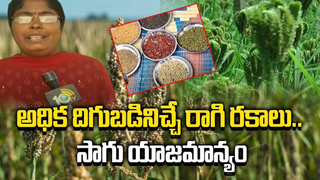 High Profit From Millet Cultivation