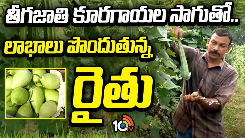 Huge Profits Earns With Leaf Crops Farming