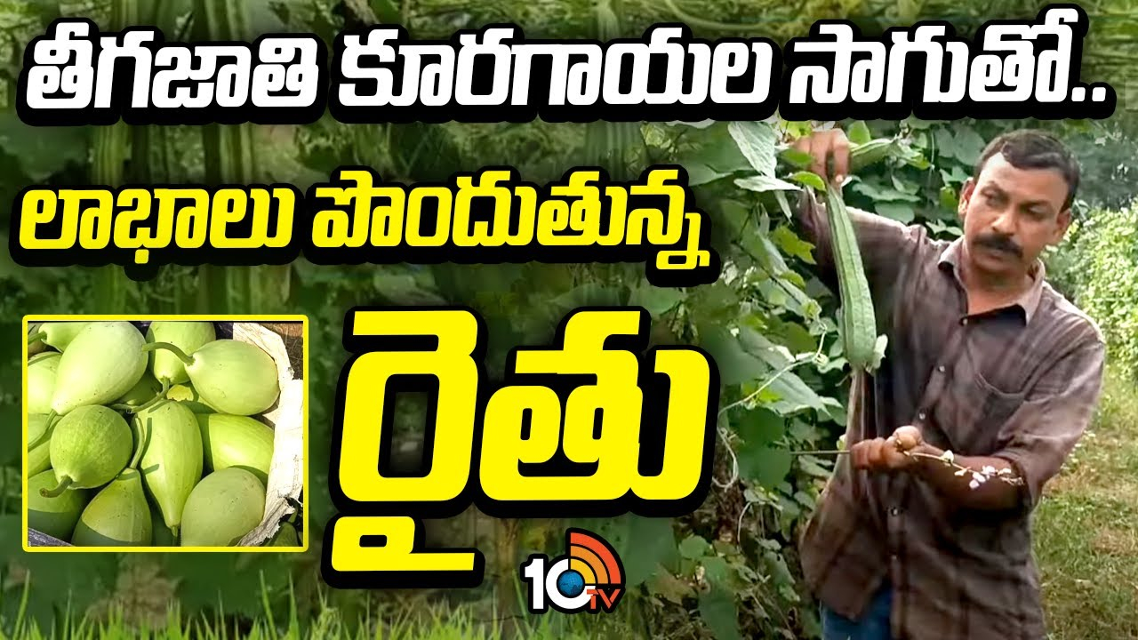 Leaf Crops Farming : తీగజాతి కూరగాయల సాగుతో.. లాభాలు పొందుతున్న రైతు Leaf Crops Farming : తీగజాతి కూరగాయల సాగుతో.. లాభాలు పొందుతున్న రైతు