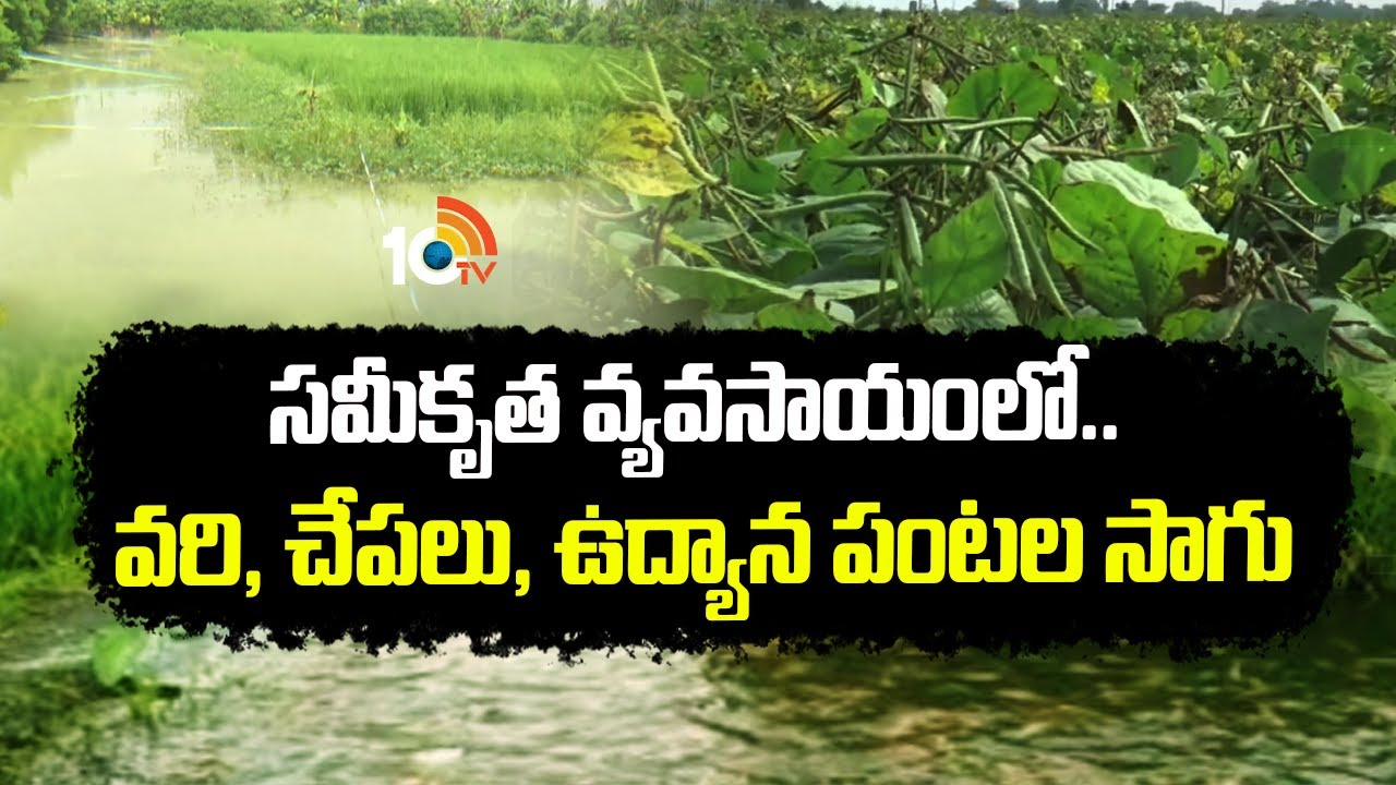 Integrated Farming : సమీకృత వ్యవసాయంలో.. వరి, చేపలు, ఉద్యాన పంటల సాగు Integrated Farming : సమీకృత వ్యవసాయంలో.. వరి, చేపలు, ఉద్యాన పంటల సాగు