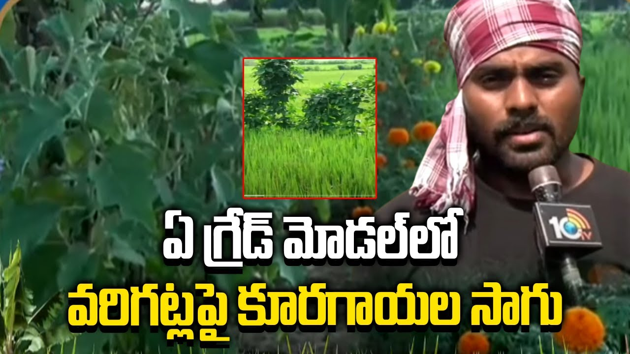 Agri Info : ఏ గ్రేడ్ మోడల్లో వరిగట్లపై కూరగాయల సాగు Agri Info : ఏ గ్రేడ్ మోడల్లో వరిగట్లపై కూరగాయల సాగు