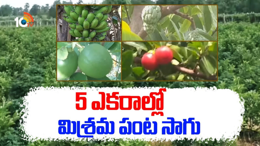 Mixed Cropping