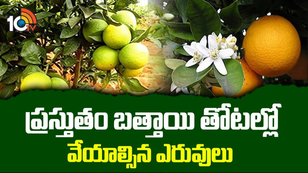 Orange Crop Farming