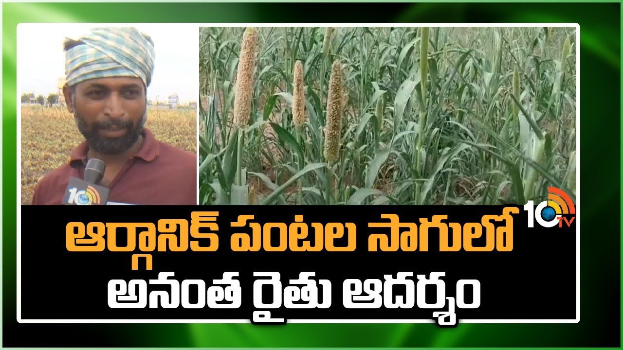 Organic Farming : ఆర్గానిక్ పంటల సాగులో అనంత రైతు ఆదర్శం Organic Farming : ఆర్గానిక్ పంటల సాగులో అనంత రైతు ఆదర్శం