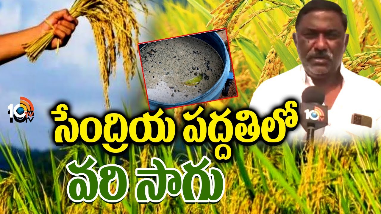 Organic Paddy Cultivation : జీరోబడ్జెట్ విధానంలో 15 ఎకరాల్లో వరిసాగు Organic Paddy Cultivation : జీరోబడ్జెట్ విధానంలో 15 ఎకరాల్లో వరిసాగు