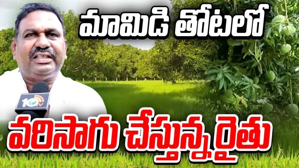 Paddy Cultivation in Mango Farm