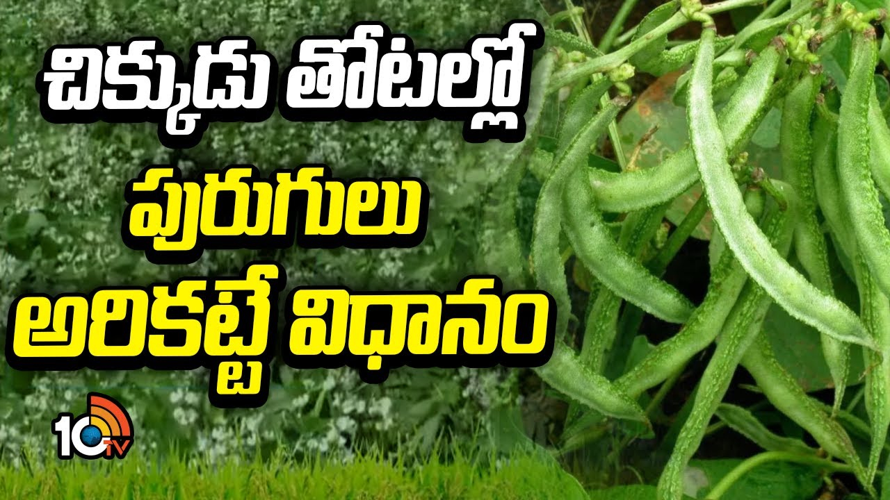 Broad Beans Cultivation : చిక్కుడు తోటల్లో రసం పీల్చే పురుగుల ఉధృతి – నివారణకు పాటించాల్సిన సమగ్ర యాజమాన్యం Broad Beans Cultivation : చిక్కుడు తోటల్లో రసం పీల్చే పురుగుల ఉధృతి – నివారణకు పాటించాల్సిన సమగ్ర యాజమాన్యం