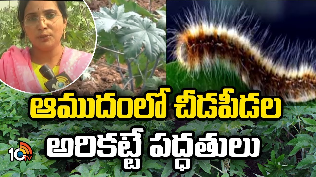 Castor oil Cultivation : ఆముదంలో చీడపీడల అరికట్టే పద్ధతులు Castor oil Cultivation : ఆముదంలో చీడపీడల అరికట్టే పద్ధతులు