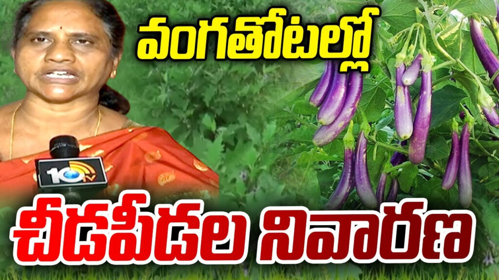 Pest Control in Brinjal Cultivation in Telugu