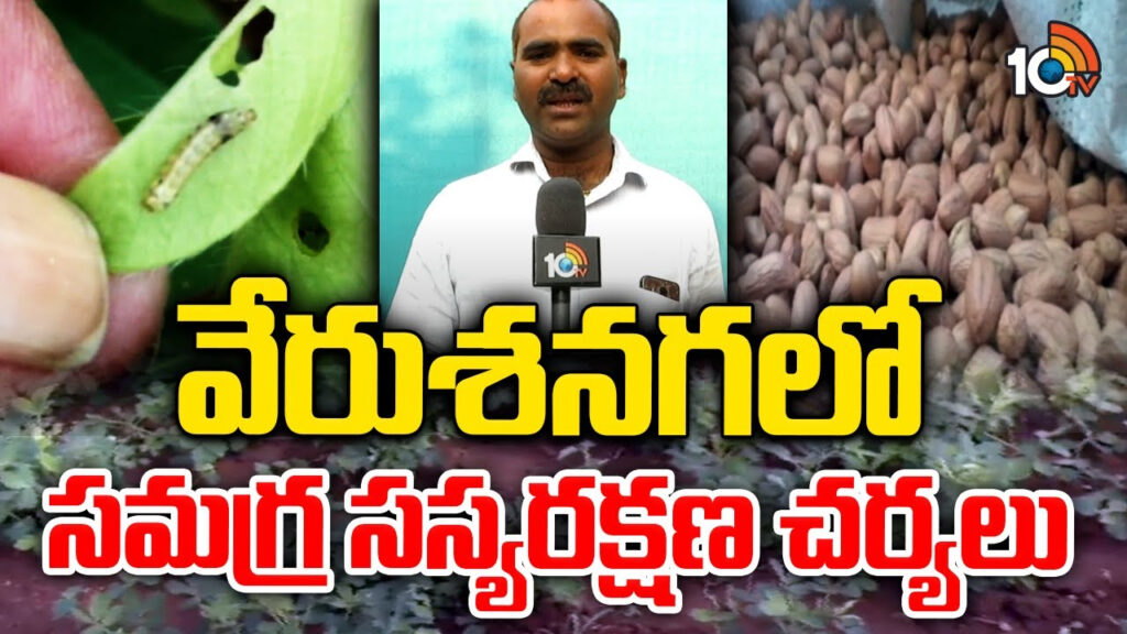 Pest Management in Groundnut