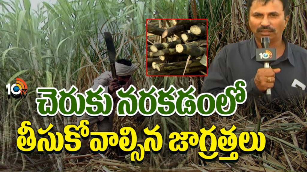 Precautions to be Taken While Cutting Sugarcane in Telugu