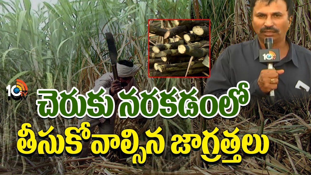 Sugarcane Cultivation : తెలుగు రాష్ట్రాల్లో పక్వదశకు చెరకు తోటలు – తీసుకోవాల్సిన జాగ్రత్తలు Sugarcane Cultivation : తెలుగు రాష్ట్రాల్లో పక్వదశకు చెరకు తోటలు – తీసుకోవాల్సిన జాగ్రత్తలు