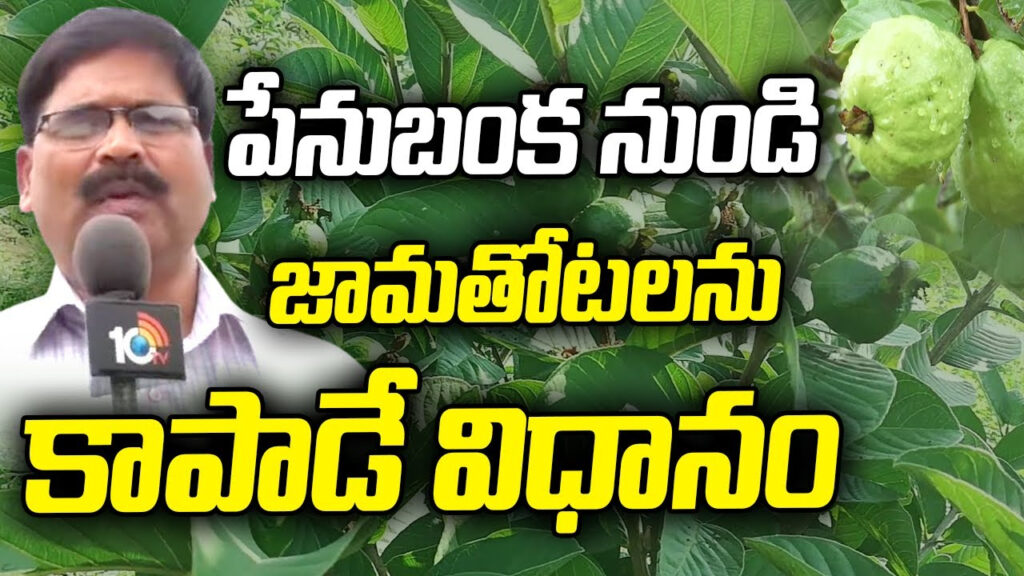 Prevention of Withefly on Guava Trees