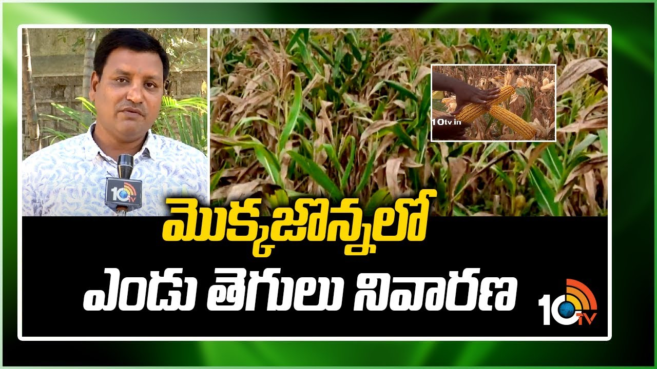 Maize Cultivation : మొక్కజొన్న పంటకు ఆటంకంగా ఎండుతెగులు – నివారణకు సమగ్ర సస్యరక్షణ చర్యలు Maize Cultivation : మొక్కజొన్న పంటకు ఆటంకంగా ఎండుతెగులు – నివారణకు సమగ్ర సస్యరక్షణ చర్యలు