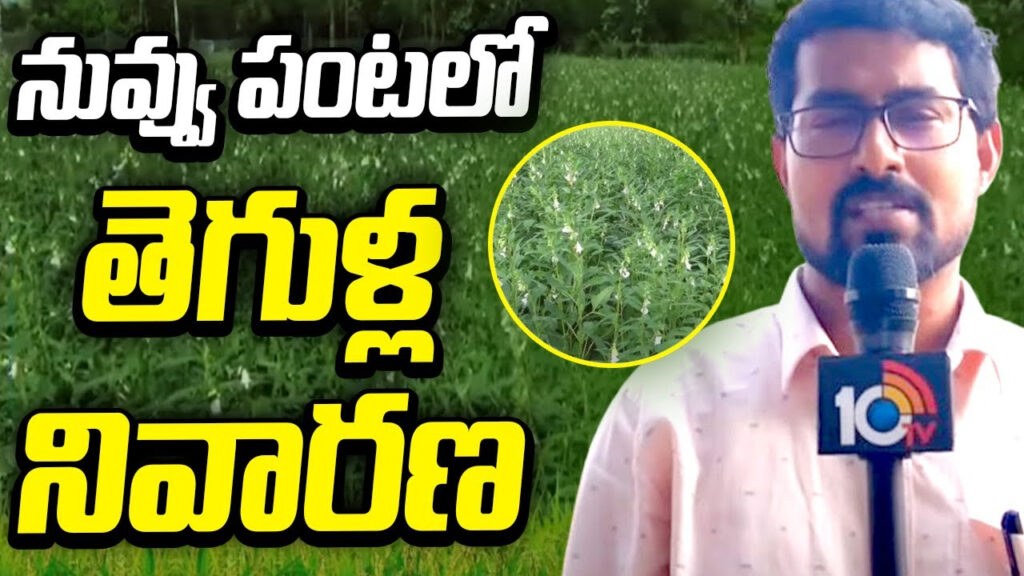 Prevention of pests in sesame crop cultivation