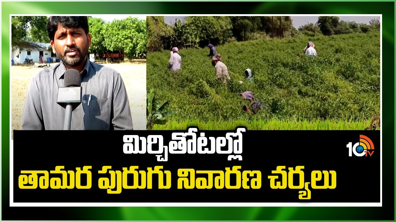 Chilies Pest : మిర్చితోటల్లో తామర పురుగు నివారణ చర్యలు Chilies Pest : మిర్చితోటల్లో తామర పురుగు నివారణ చర్యలు