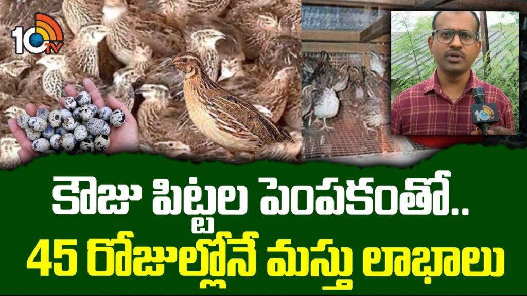 Quail Birds Farming Business
