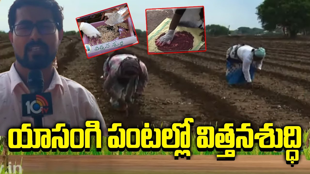 Yasangi Crops : యాసంగి పంటల్లో విత్తనశుద్ధి Yasangi Crops : యాసంగి పంటల్లో విత్తనశుద్ధి