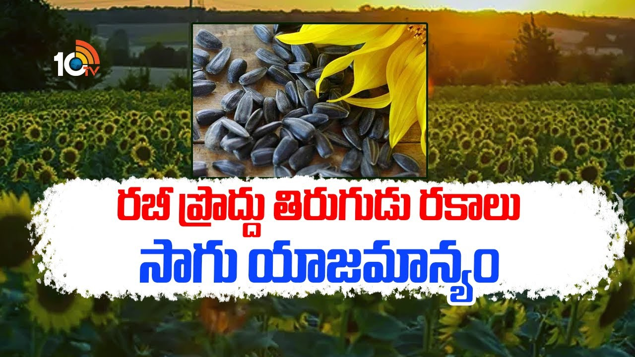 Sunflower Crop : రబీకి అనువైన ప్రొద్దుతిరుగుడు రకాలు – అధిక దిగుబడులకు సాగులో మేలైన యాజమాన్యం Sunflower Crop : రబీకి అనువైన ప్రొద్దుతిరుగుడు రకాలు – అధిక దిగుబడులకు సాగులో మేలైన యాజమాన్యం