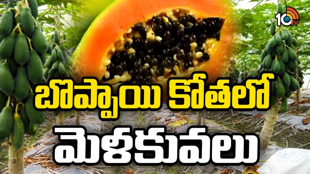 Techniques in papaya harvesting
