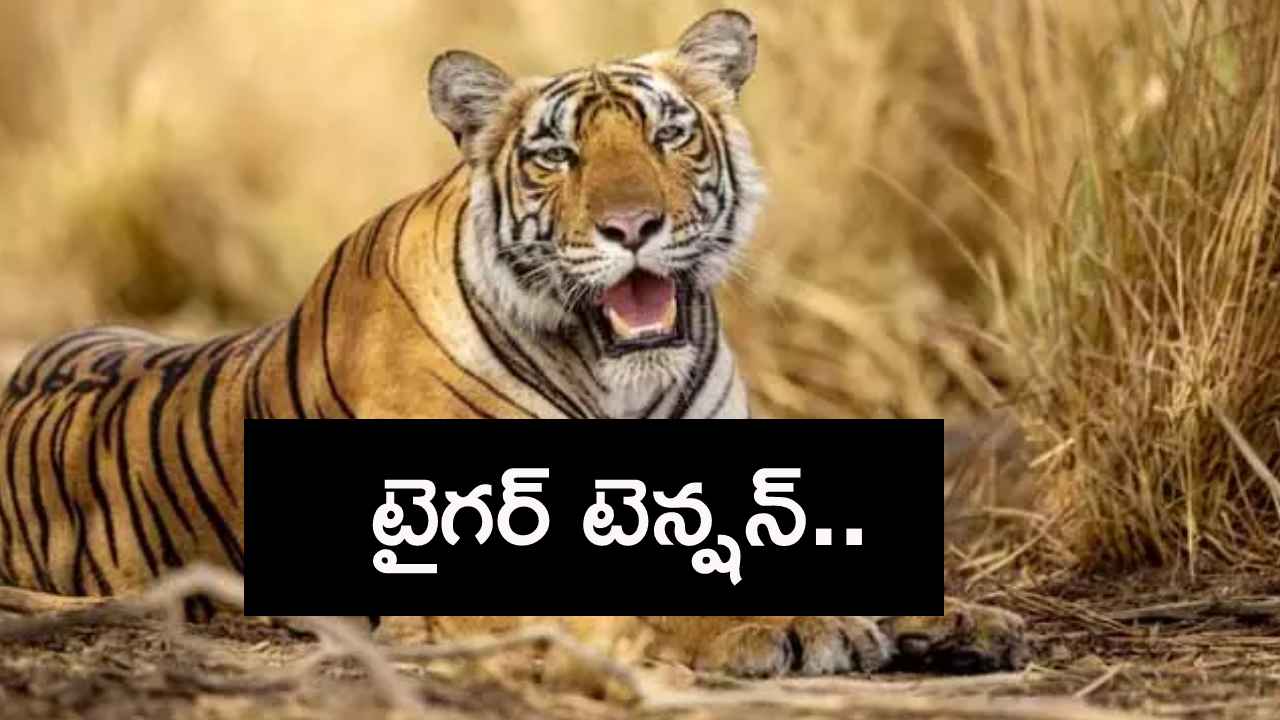 Tiger Tension : ఆదిలాబాద్ జిల్లాలో మళ్లీ పెద్ద పులి భయం.. Tiger Tension : ఆదిలాబాద్ జిల్లాలో మళ్లీ పెద్ద పులి భయం..