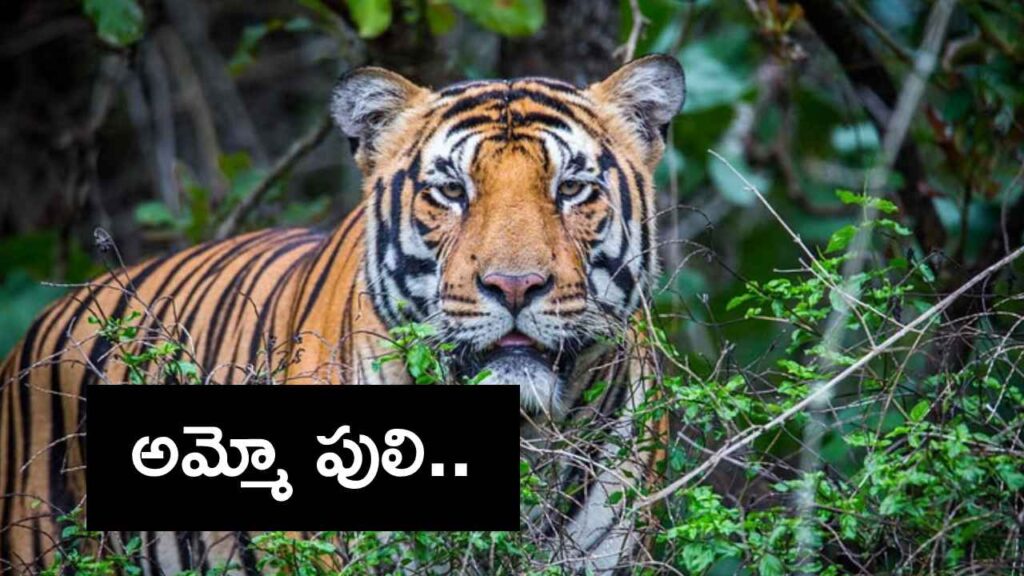 Tiger Tension