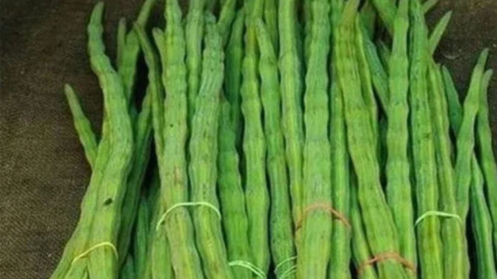 Drumstick prices