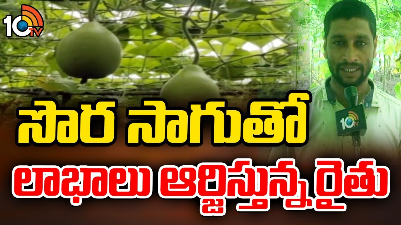 Farming Tips : పందిరి విధానంలో సొర సాగు – అధిక ఆదాయం ఆర్జిస్తున్న తూర్పుగోదావరి రైతు Farming Tips : పందిరి విధానంలో సొర సాగు – అధిక ఆదాయం ఆర్జిస్తున్న తూర్పుగోదావరి రైతు