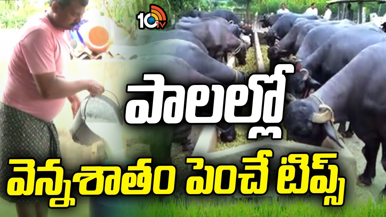 Butterfat Milk : చలికాలంలో వెన్నశాతం పెరిగేందుకు చేపట్టాల్సిన చర్యలు Butterfat Milk : చలికాలంలో వెన్నశాతం పెరిగేందుకు చేపట్టాల్సిన చర్యలు