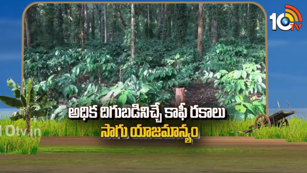 Coffee Plantation : అధిక దిగుబడినిచ్చే కాఫీ రకాలు సాగు యాజమాన్యం Coffee Plantation : అధిక దిగుబడినిచ్చే కాఫీ రకాలు సాగు యాజమాన్యం