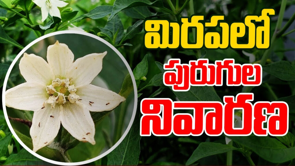 pest Control in Chilli cultivation techniques